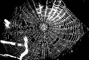 Web